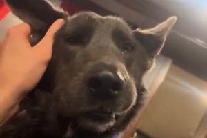 一房一车一狗！切特分享生活日常！